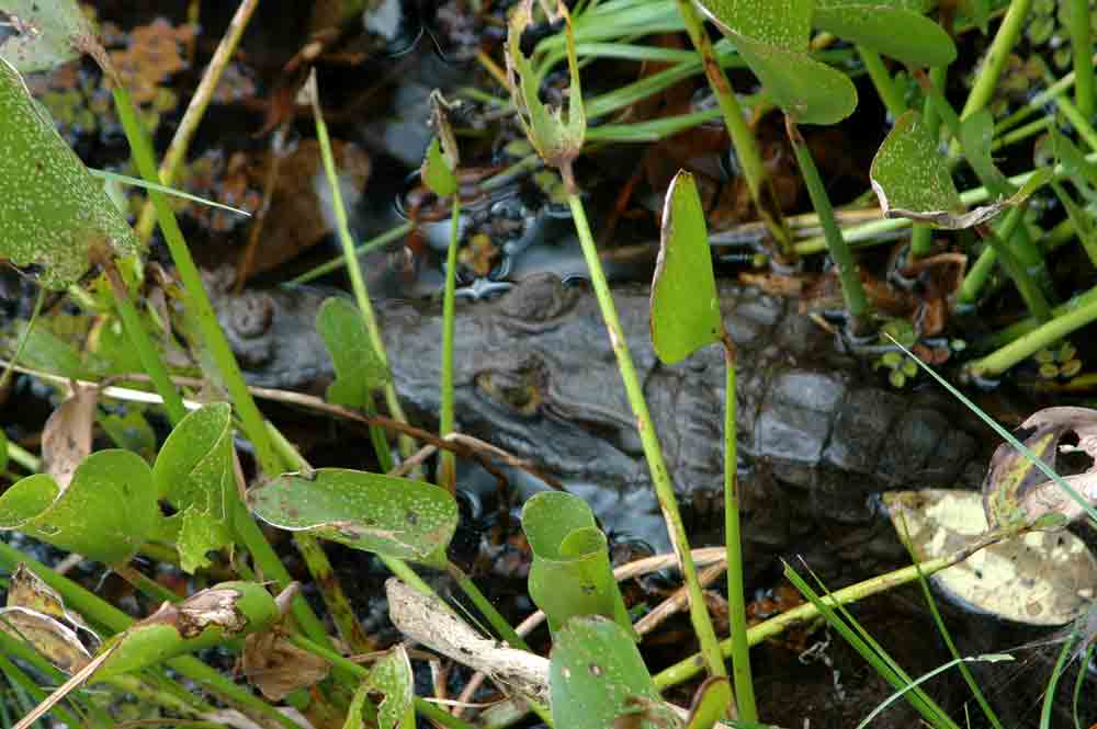 Caiman - Puerto Maldonado - Perú 4.jpg